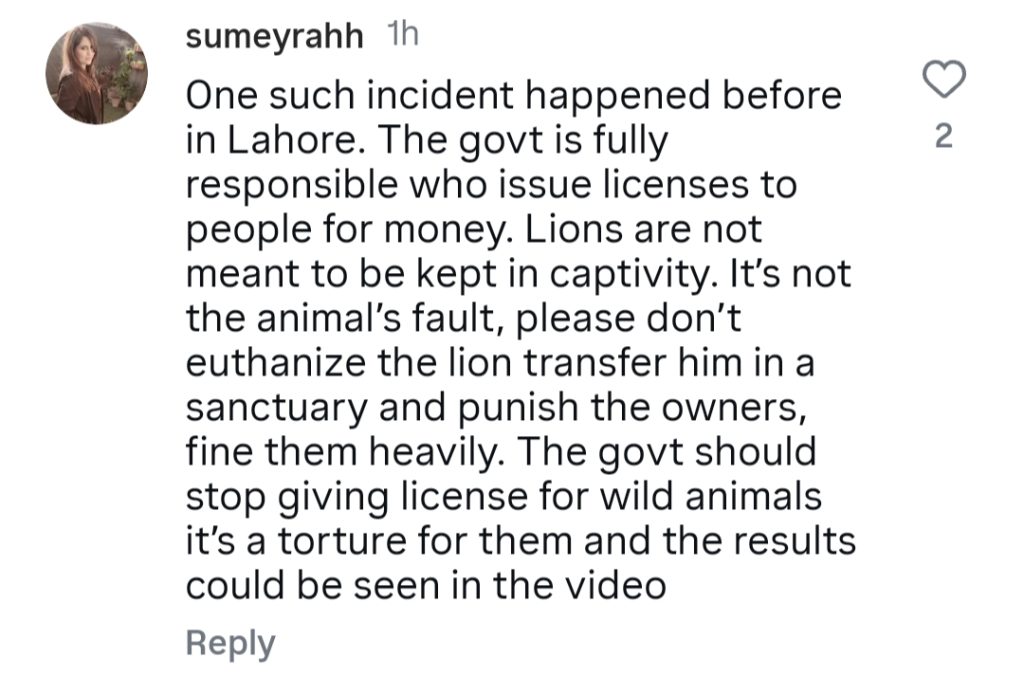 لاہور میں پالتو جانوروں کے شیر حملے سے عوام مشتعل ہیں