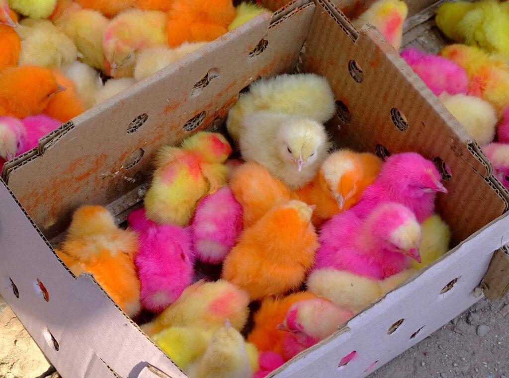 امین اقبال اپنی ماں کے بارے میں جذباتی کہانی بانٹتی ہے امین اقبال اپنی ماں کے بارے میں جذباتی کہانی بانٹتی ہے